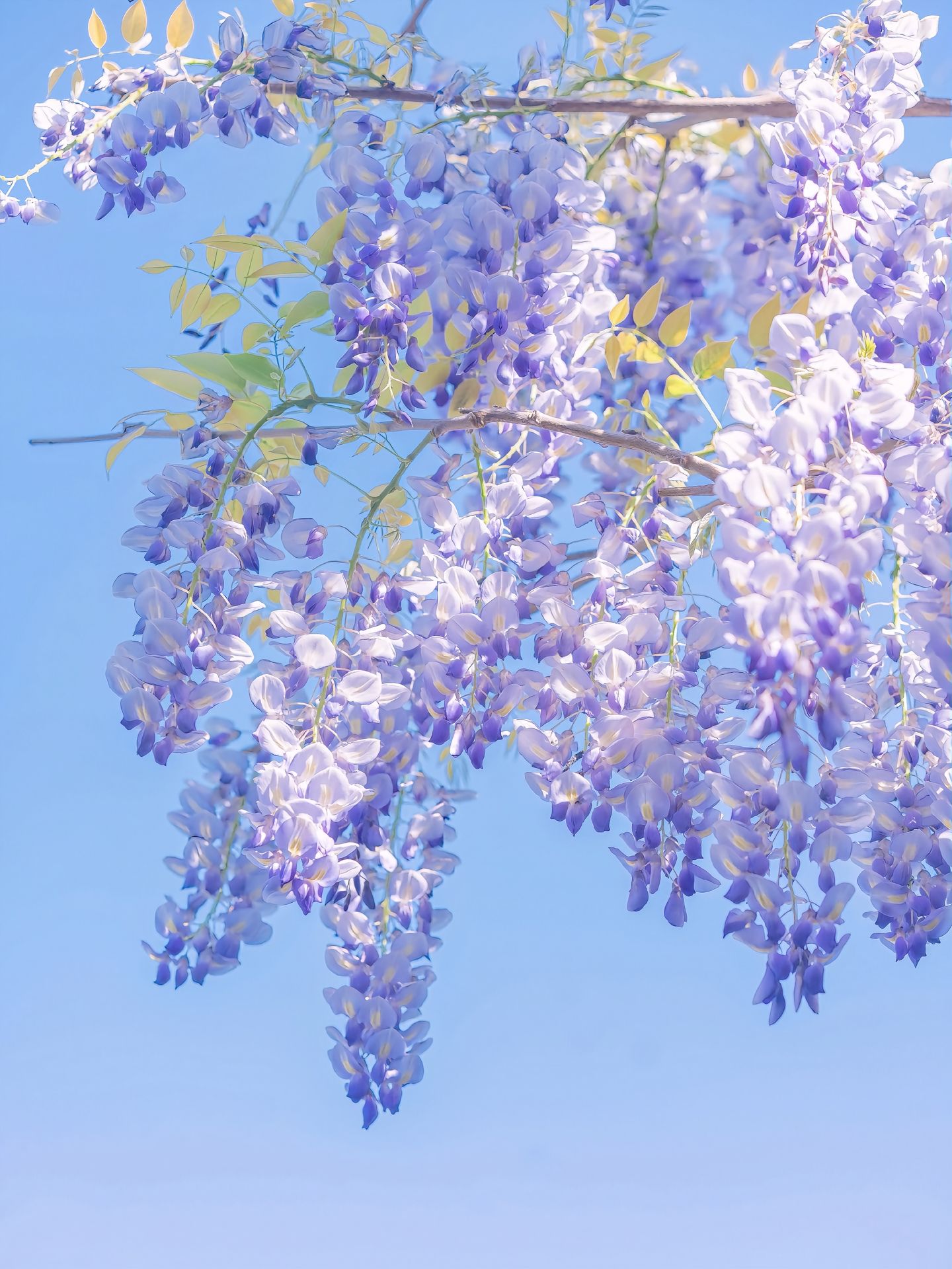 薰衣紫